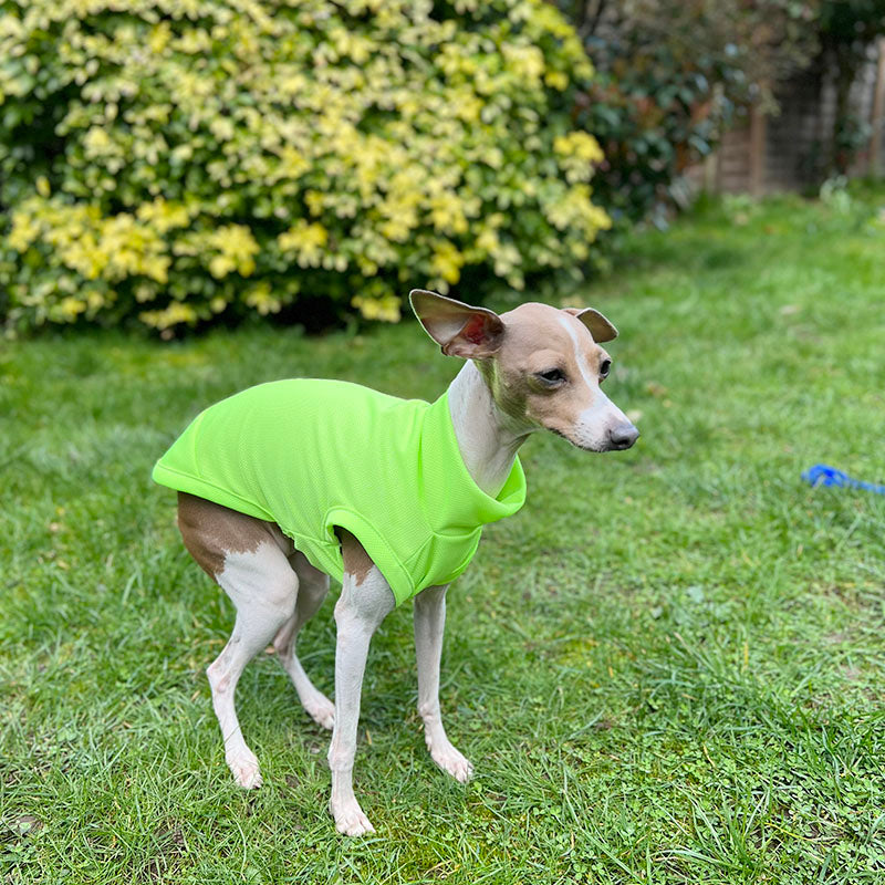 Summer Whippets Breathable Anti Mosquito Pet Clothes